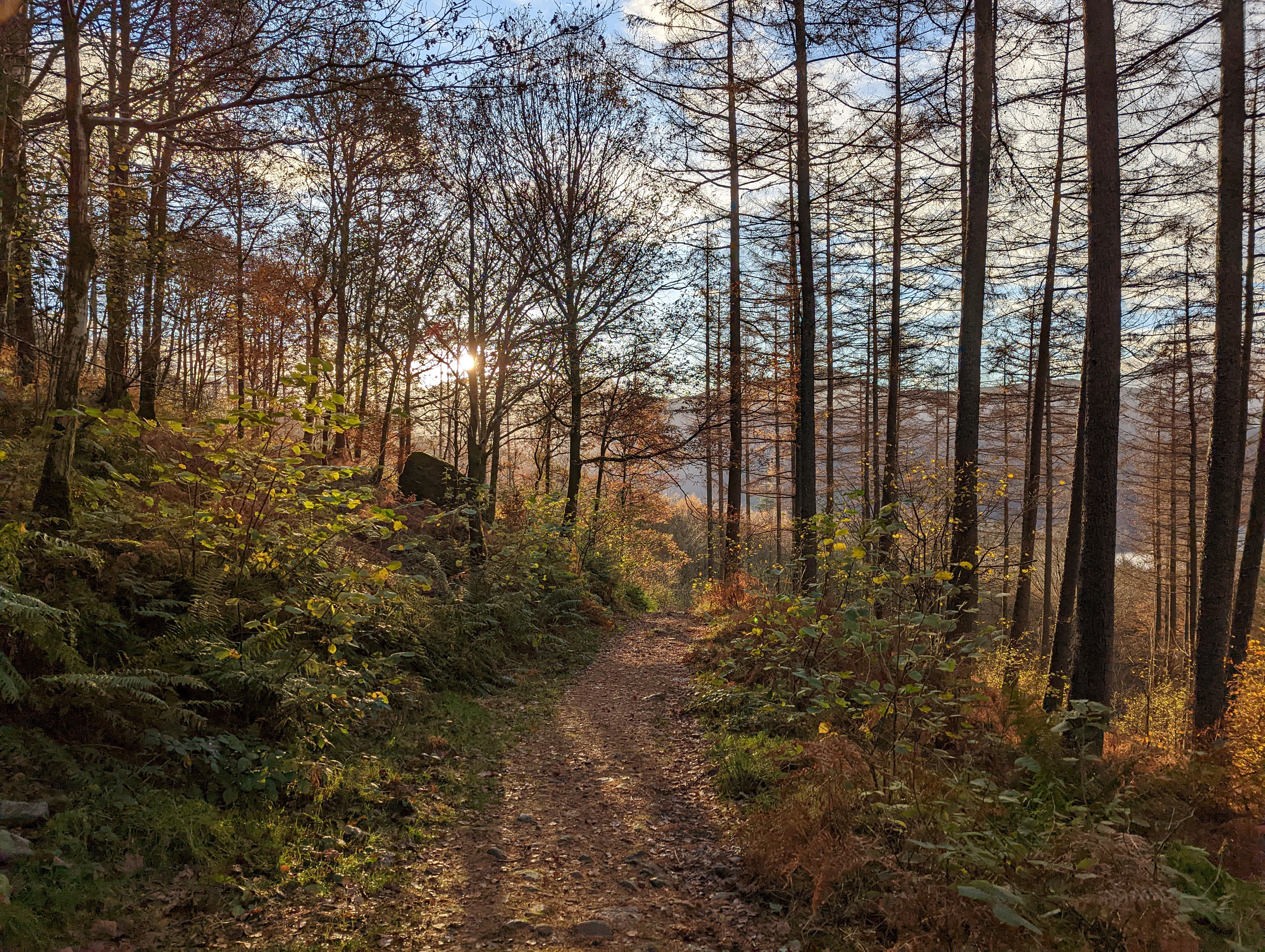An autumn woodland path near Castlerigg with sun through the trees